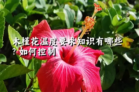 木槿花温度要求知识有哪些？如何控制