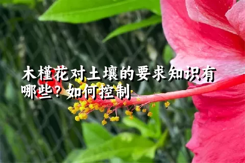 木槿花对土壤的要求知识有哪些？如何控制