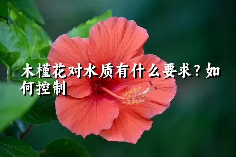 木槿花对水质有什么要求？如何控制