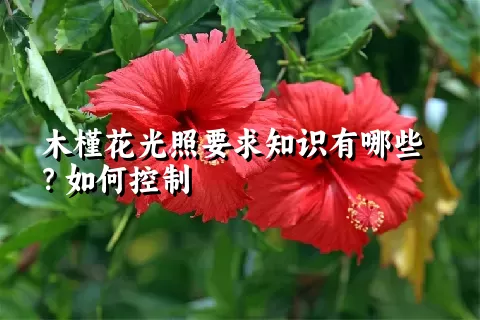 木槿花光照要求知识有哪些？如何控制