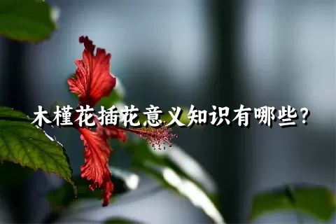 木槿花插花意义知识有哪些？