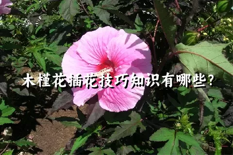 木槿花插花技巧知识有哪些？