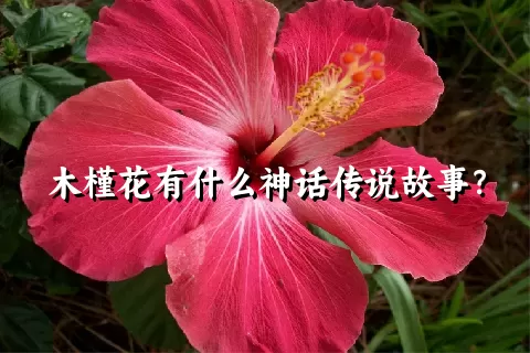 木槿花有什么神话传说故事？