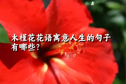 木槿花花语寓意人生的句子有哪些？