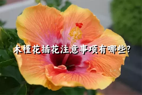 木槿花插花注意事项有哪些？