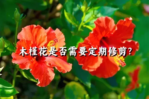 木槿花是否需要定期修剪？