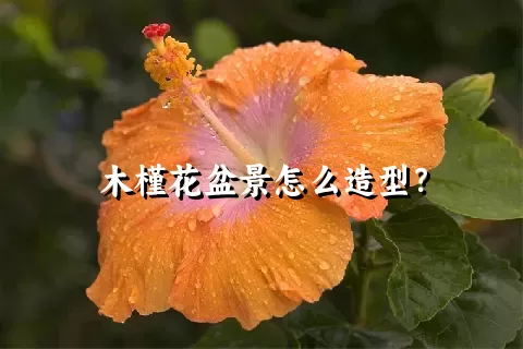 木槿花盆景怎么造型？