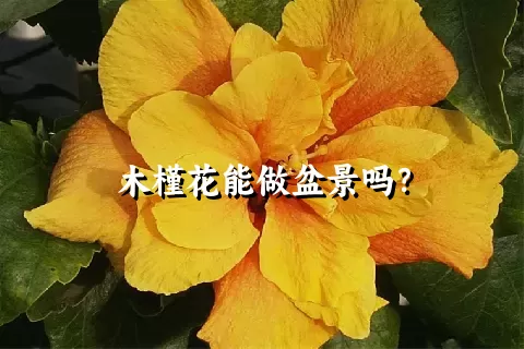 木槿花能做盆景吗？