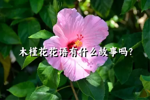 木槿花花语有什么故事吗？