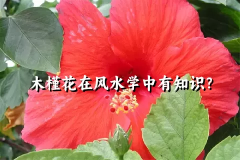 木槿花在风水学中有知识？