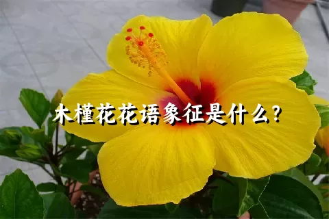 木槿花花语象征是什么？