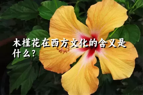 木槿花在西方文化的含义是什么？