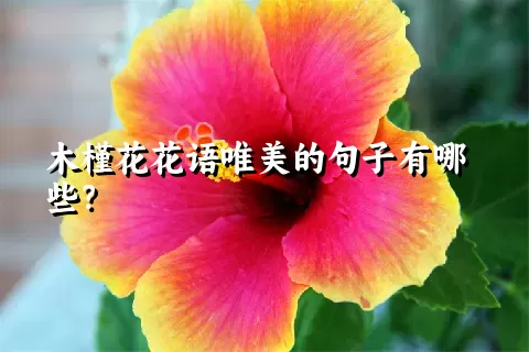 木槿花花语唯美的句子有哪些？