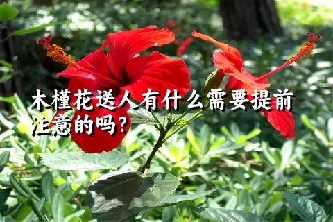 木槿花送人有什么需要提前注意的吗？