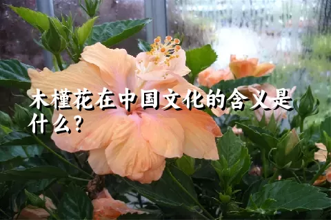 木槿花在中国文化的含义是什么？