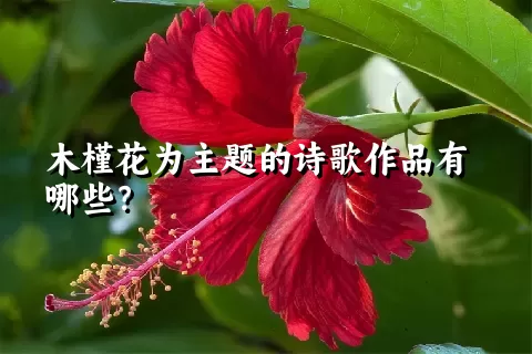 木槿花为主题的诗歌作品有哪些？