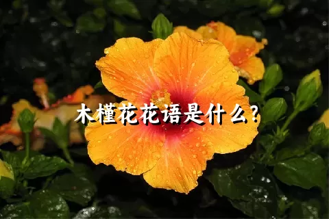 木槿花花语是什么？