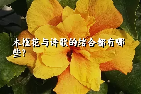 木槿花与诗歌的结合都有哪些？