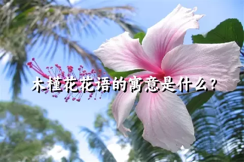 木槿花花语的寓意是什么？