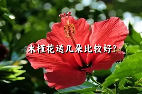 木槿花送几朵比较好？