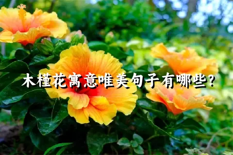 木槿花寓意唯美句子有哪些？