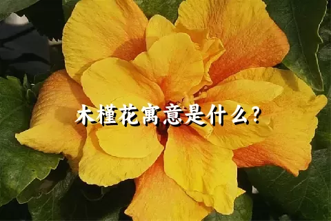 木槿花寓意是什么？