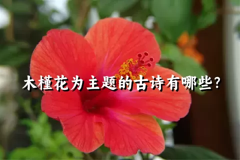 木槿花为主题的古诗有哪些？