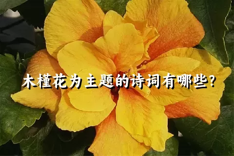 木槿花为主题的诗词有哪些？