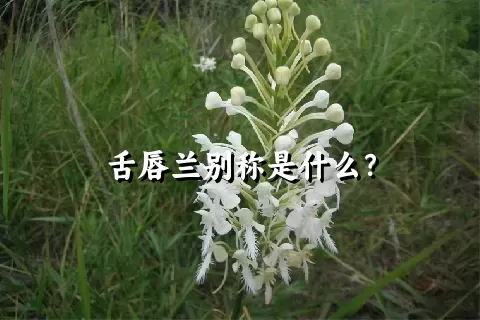 舌唇兰别称是什么？