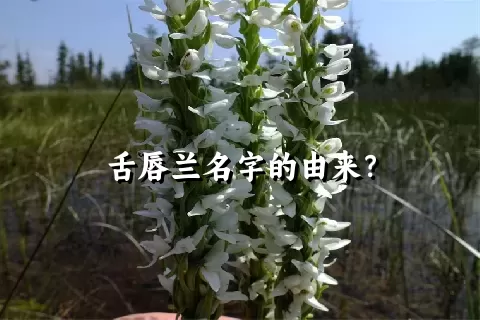 舌唇兰名字的由来？