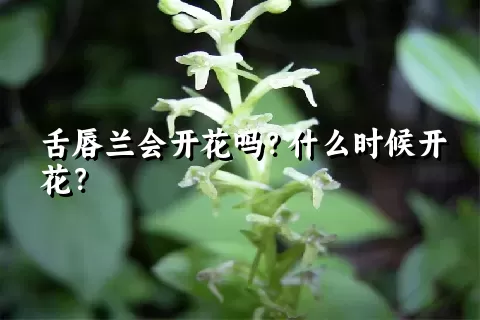 舌唇兰会开花吗？什么时候开花？