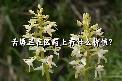 舌唇兰在医药上有什么价值？