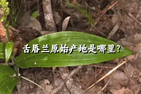 舌唇兰原始产地是哪里？