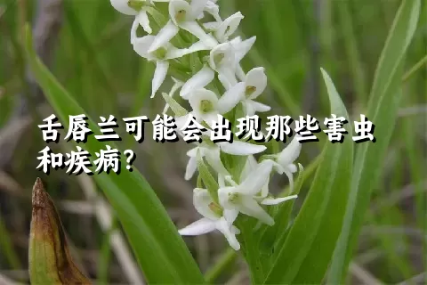 舌唇兰可能会出现那些害虫和疾病？