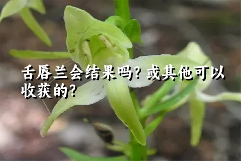 舌唇兰会结果吗？或其他可以收获的？