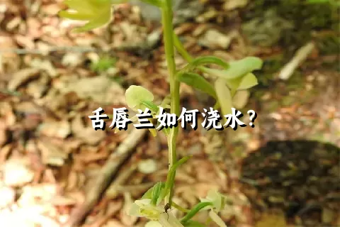 舌唇兰如何浇水？