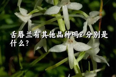 舌唇兰有其他品种吗？分别是什么？