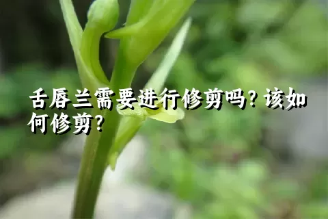 舌唇兰需要进行修剪吗？该如何修剪？