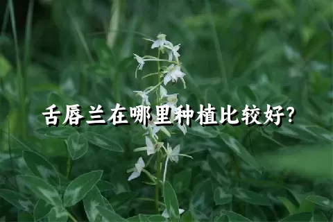 舌唇兰在哪里种植比较好？