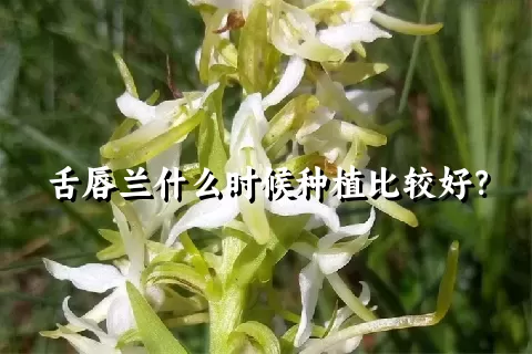 舌唇兰什么时候种植比较好？