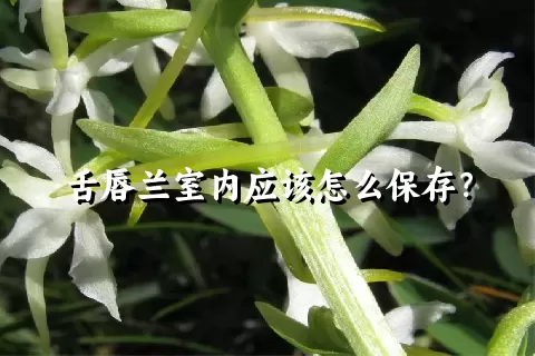 舌唇兰室内应该怎么保存？