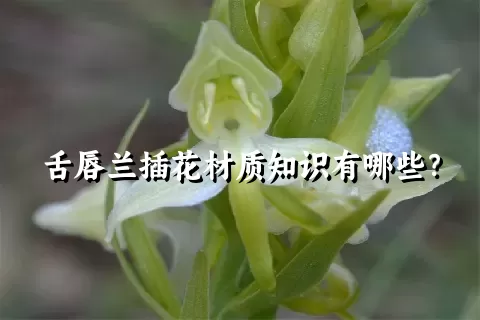 舌唇兰插花材质知识有哪些？