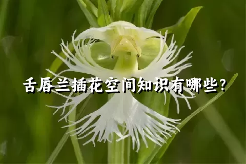 舌唇兰插花空间知识有哪些？