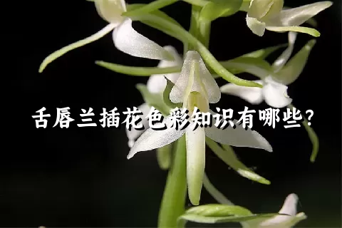 舌唇兰插花色彩知识有哪些？