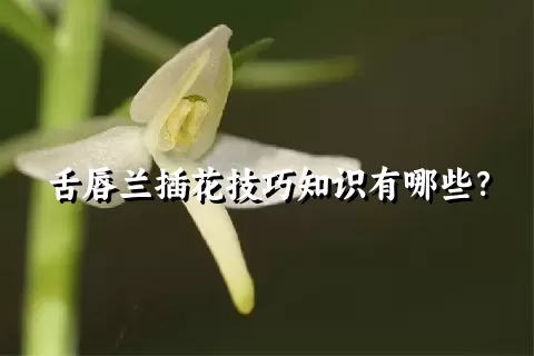 舌唇兰插花技巧知识有哪些？