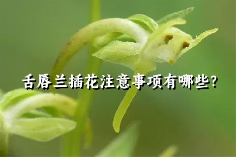 舌唇兰插花注意事项有哪些？