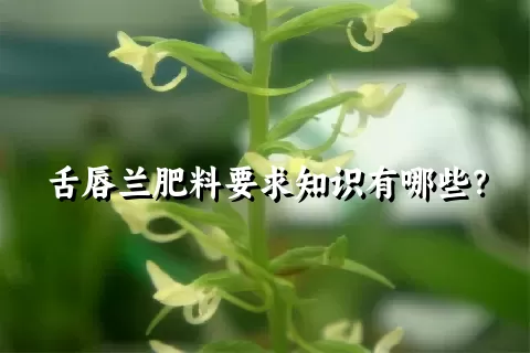 舌唇兰肥料要求知识有哪些？