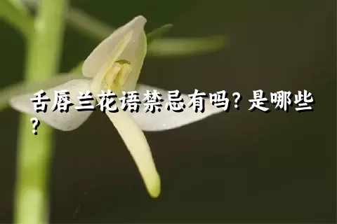 舌唇兰花语禁忌有吗？是哪些？