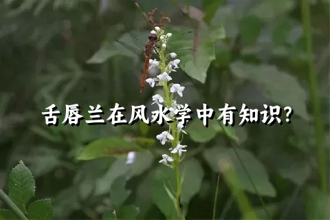 舌唇兰在风水学中有知识？