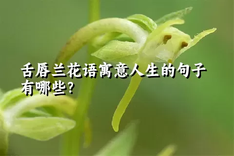 舌唇兰花语寓意人生的句子有哪些？